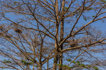 Marabou storks (Leptoptilos crumenifer) and theirs nests in Entebbe, Uganda