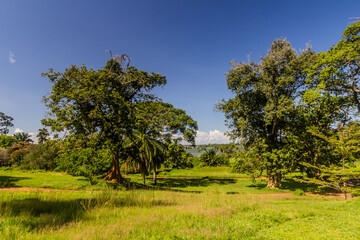 Landscape of Entebbe Botanical Gardens, Uganda