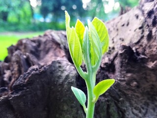 Green spring flowers in the forest