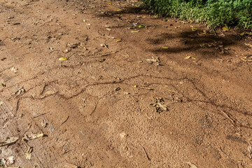 Ant trails in Entebbe Botanical Gardens, Uganda
