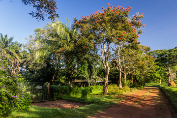 Landscape of Entebbe Botanical Gardens, Uganda