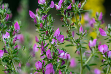 Ononis spinosa light pink and white wild flowering plant on slovenian alpine meadow, group of spiny restharrow flowers in bloom
