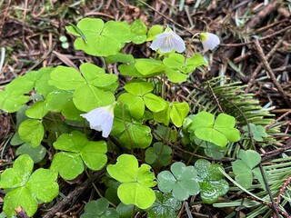 flowers in the forest