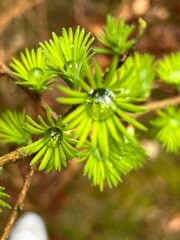 close up of rain drop on pine needles