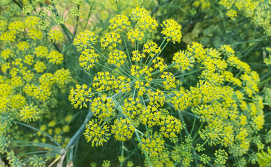 Foeniculum vulgare var in Banglladesh. Sweet funnel asia