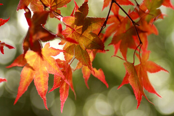 Feuilles d'érables en automne