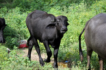 italaina mediterranean buffalo walking on the roads and agriculture farm lake