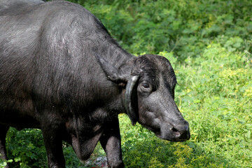 italaina mediterranean buffalo walking on the roads and agriculture farm lake