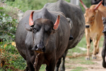 italaina mediterranean buffalo walking on the roads and agriculture farm lake