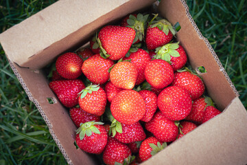 Summer in the garden: red strawberry fruits in a punnet on the grass