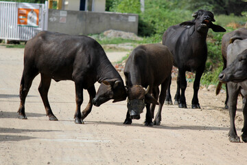 Fototapeta premium italaina mediterranean buffalo walking on the roads and agriculture farm lake