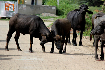 italaina mediterranean buffalo walking on the roads and agriculture farm lake