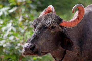 italaina mediterranean buffalo walking on the roads and agriculture farm lake