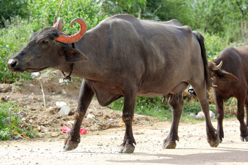 italaina mediterranean buffalo walking on the roads and agriculture farm lake