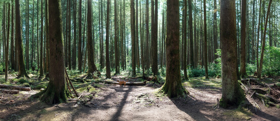 Backlit forest panorama with dog standing in the middle. Summer leisure activity in forest. Trail hiking or dog walking in rainforest. Female Harrier mix with gps or remote collar. Selective focus.