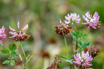 Trifolium hybridum, the alsike clover, is a species of flowering plant in the pea family Fabaceae. Potter Marsh Wildlife Viewing Boardwalk, Anchorage, Alaska