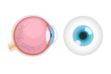 Anatomical illustration of the eyeball, round Eye ball human.