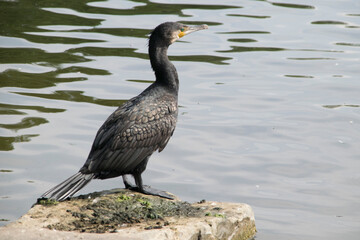 Kormoran