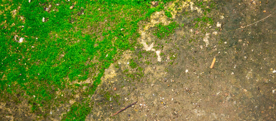 A green and brown surface with a green mossy area. The mossy area is on the left side of the image