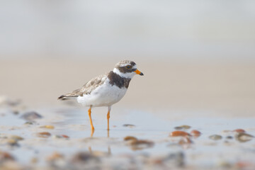 Charadrius hiaticula  Sandregenpfeifer