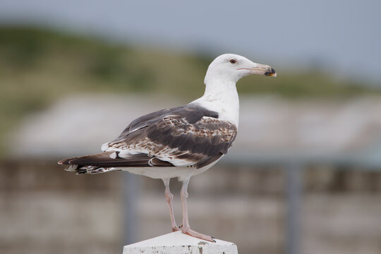 Mantelm&ouml;we Larus marinus