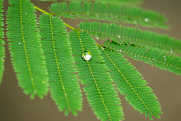 A leaf with a drop of water on it