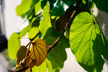 A leafy green plant with a brown stem. The plant is hanging from a branch