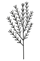 Autumn summer twig wild flower sprout plant spruce branch one black line outline for decorative pattern. Flat doodle style. Vector illustration.