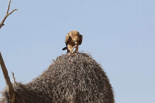 A Tawny eagle (Aquila rapens) devouring a large molesnake it had caught. It is perched on top of a Sociable weaver nest.