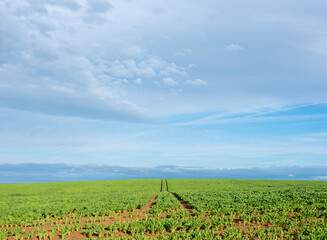 beet field in landscape of northern france near st quentin in picardie