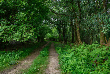 Fototapeta premium A rural dirt path with grass in the middle leads into a dense, dark forest. Lush vegetation of grass and ferns grows abundantly on either side. A path to the underworld, to the ominous, where peace an