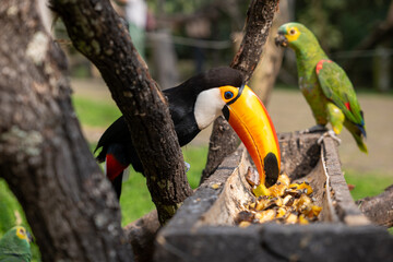 yellow billed toucan