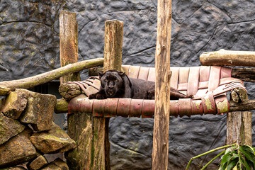 Black Panther Bed