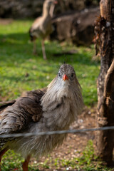 Seriema bird from Brazil