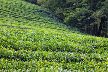 tea plantation with neat rows of green bushes with lush foliage in sochi russia on a summer day and copy space