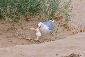 Seagull eating dropped ice cream with rainbow sprinkles on the beach