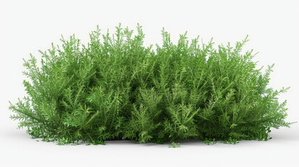 Fototapeta premium bush isolated on white background