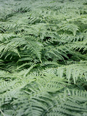 Floral pattern of fern thickets in forest