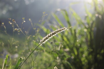 Sunbeams on spikes wild grass