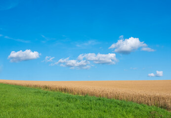 Fototapeta premium golden cornfield and blue sky with white clouds