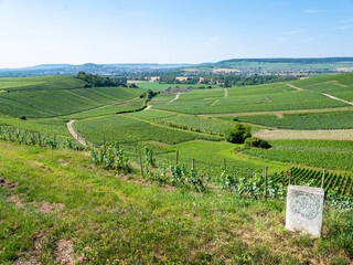 vineyards of moet et chandon near epernay in champagne-ardenne