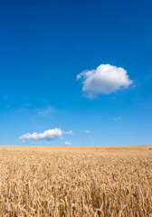Naklejka premium golden cornfield and blue sky with white clouds