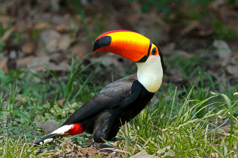 Sticker The toco toucan (Ramphastos toco), also known as the common toucan or giant toucan, searching for food in the North part of the Pantanal in Brazil