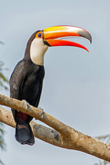 The toco toucan (Ramphastos toco), also known as the common toucan or giant toucan, searching for food in the North part of the Pantanal in Brazil