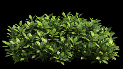 Naklejka premium bush on black background