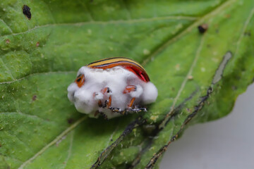 Potato beetle (Leptinotarsa decemlineata) killed by Beauveria bassiana, also known as Cordyceps...