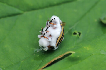 Potato beetle (Leptinotarsa decemlineata) killed by Beauveria bassiana, also known as Cordyceps...