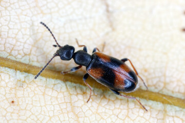 Antlike flower beetle (Anthicus antherinus). Not often seen species of the family.