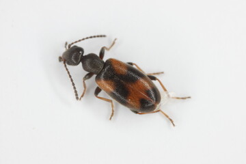 Antlike flower beetle (Anthicus antherinus). Not often seen species of the family.
