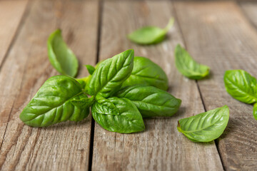 Green basil leaves on a textured wooden background. Kitchen herbs, spices. Fresh green organic basil. Vegan. Greens for salad. Place for text. Copy space.